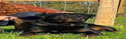 Rottweiler dogs for sale: ADRK German bloodline Rottweiler puppies     - Advert 14