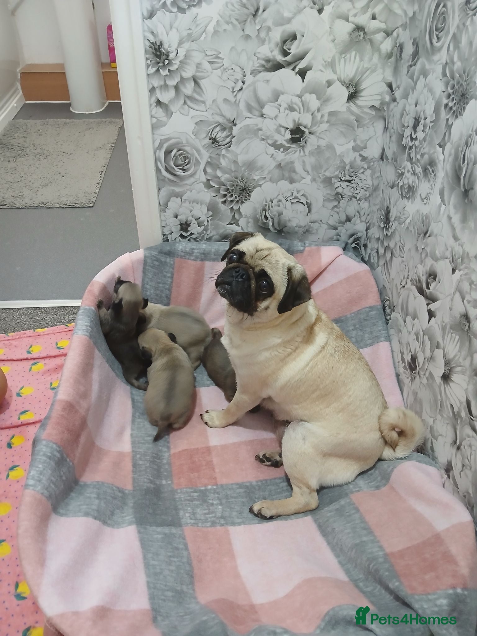 Pug dogs 4 Beautiful Pug Puppys For Sale - Advert 2