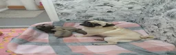 Pug dogs for sale: 4 Beautiful Pug Puppys For Sale - Advert 2