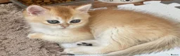 British Shorthair cats for sale: BSH Gold Chinchilla NY12 black tipped  - Advert 7
