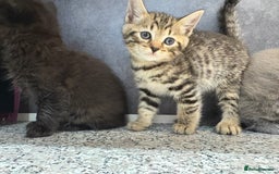 Mixed Breed cats for sale: Ragdoll cross British long hair kittens  - Image 16