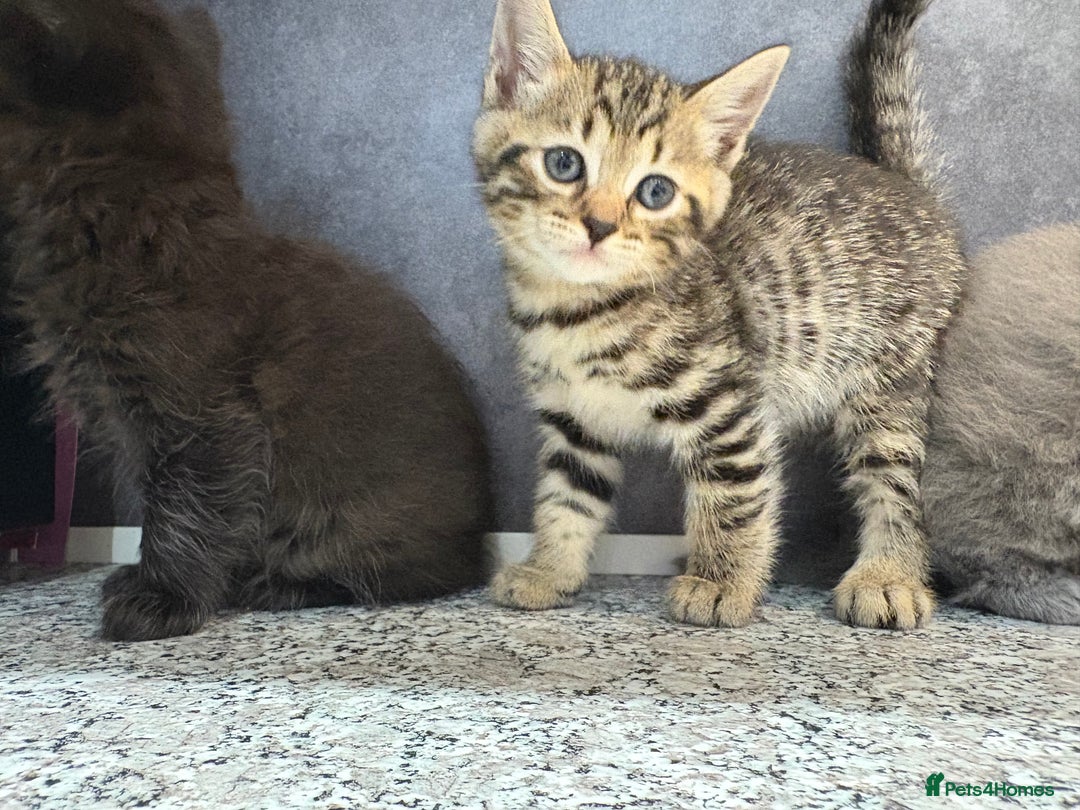 Mixed Breed cats for sale: Ragdoll cross British long hair kittens  - Image 16