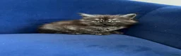 Maine Coon cats for sale: Polydactyl and non poly ready to reserve  - Advert 3