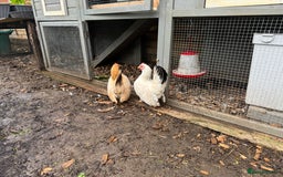 Chickens poultry for sale:  2 Female Serama Chickens + Nearly-New Grey Coop - Advert 5