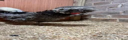 Chickens poultry for sale: Polish chickens available  - Advert 3