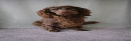 Sprocker dogs for stud: Rolo – Chocolate Working Cocker Spaniel Stud🐾  - Advert 4