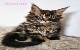 Maine Coon cats for sale:   Maine Coon kittens looking for loving homes - Image 3