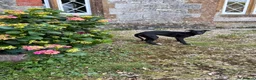 Mixed Breed dogs for sale: Whippet puppies for sale. - Advert 6