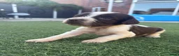 English Springer Spaniel dogs for sale: Working Spaniels Edwardiana Lines - Advert 8