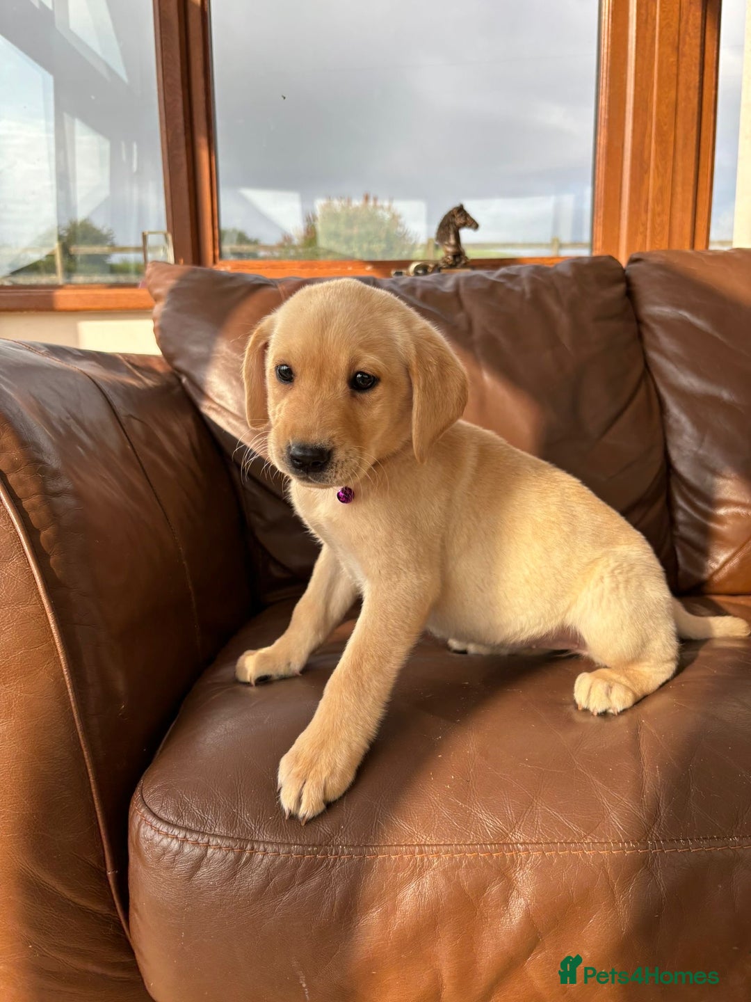 Labrador Retriever dogs for sale: 6 Beautiful Yellow Labradors  - Image 4