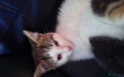 Mixed Breed cats for sale: 5 beautiful kittens  - Image 11