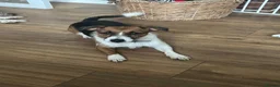 Jack Russell dogs for sale: Jack Russell bitch  in Bristol - Advert 1