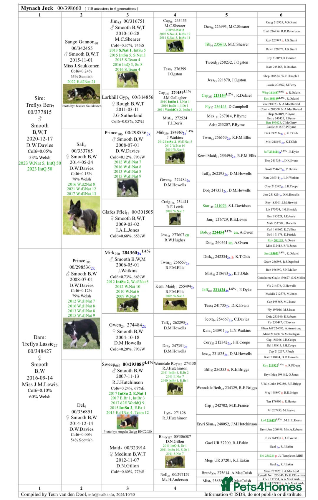 Border Collie dogs for sale: Border collie pup - Advert 3