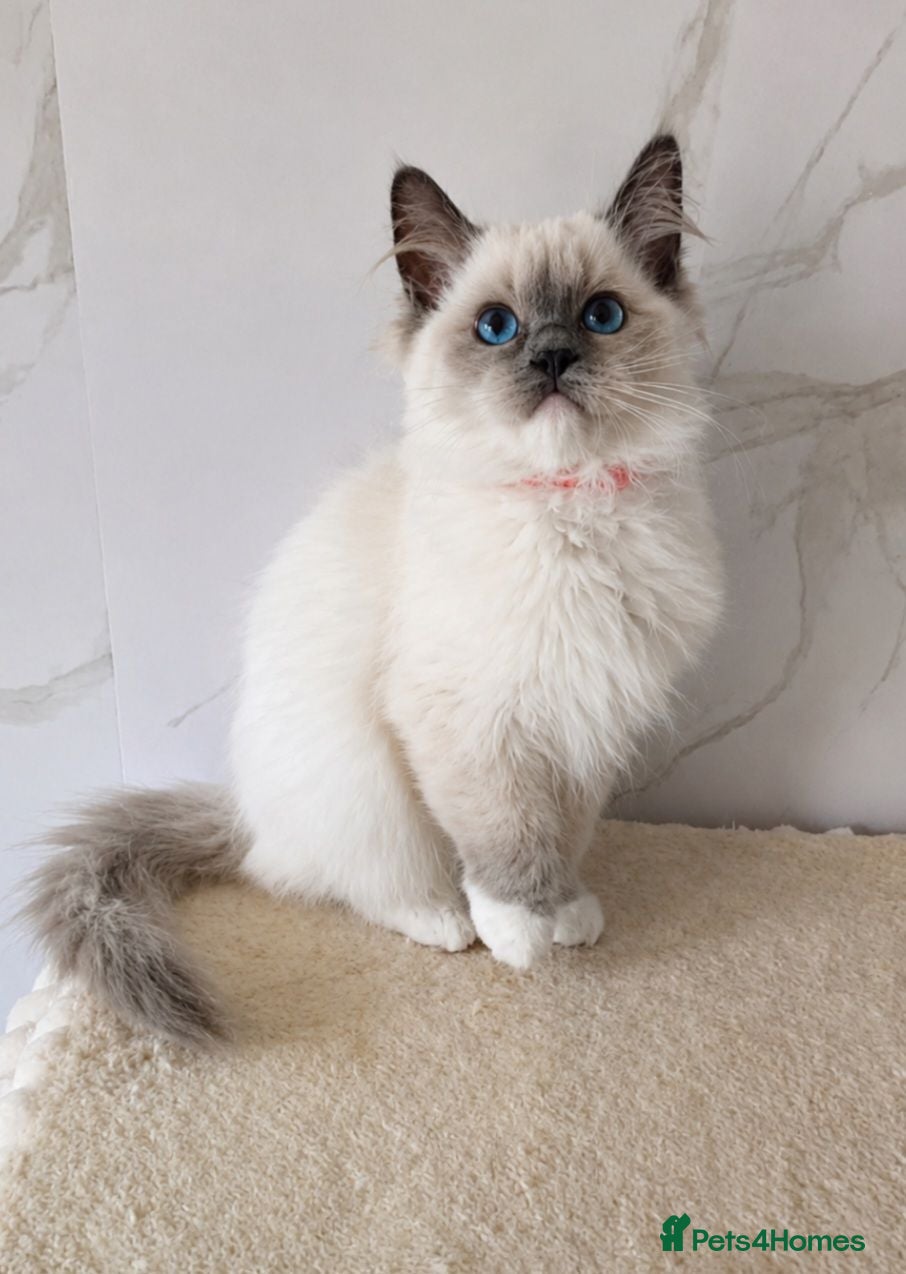 Ragdoll cats Last female available GCCF registered kitten  - Advert 1