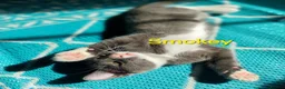 Mixed Breed cats for sale: Playful kittens looking for loving home - Advert 2