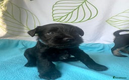 Miniature Schnauzer dogs for sale: Miniature Schnauzer Puppies - Image 8
