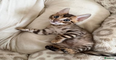 Bengal cats - Advert 10