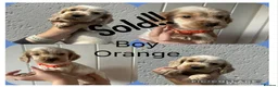 Cocker Spaniel dogs for sale: Cocker spaniel puppies - Advert 2
