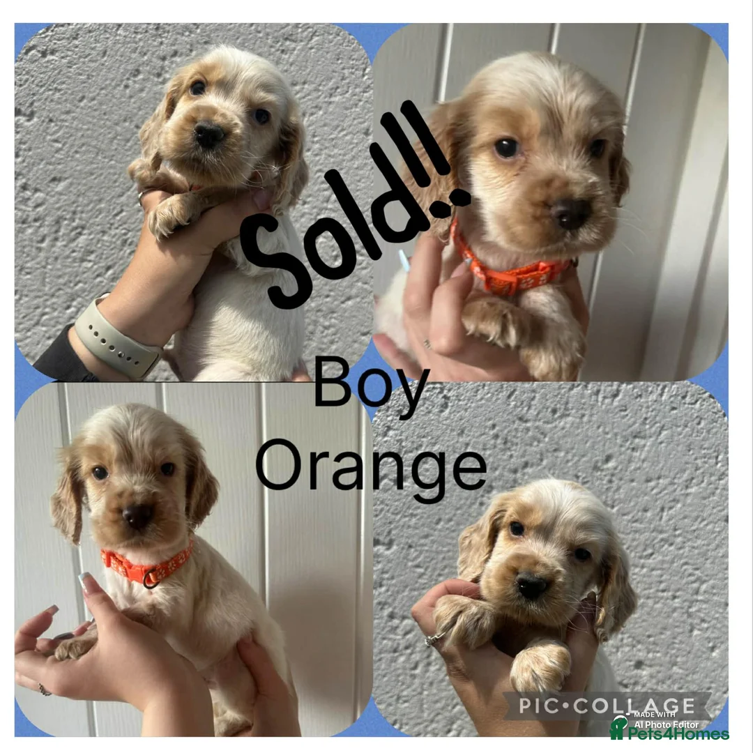 Cocker Spaniel dogs for sale: Cocker spaniel puppies - Advert 2