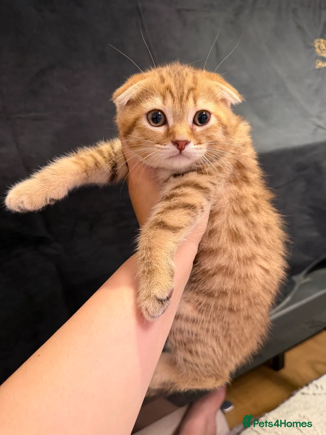 Scottish Fold cats for sale: Stunning Scottish fold kittens are ready - Advert 2