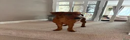Miniature Pinscher dogs for sale: 16 week Miniature Pincher  in Sutton Coldfield - Advert 5