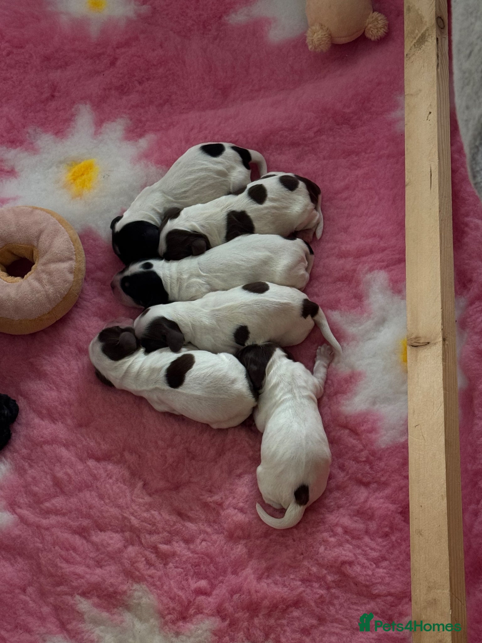 Cocker Spaniel dogs Stunning litter  - Advert 11