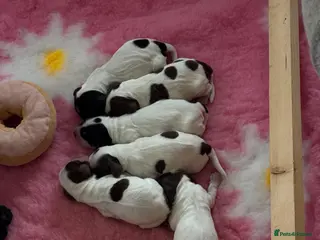 Cocker Spaniel dogs Stunning litter - Advert 11