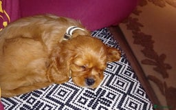 Cavalier King Charles Spaniel dogs for sale: Ruby boy 9 weeks old looking for forever home  - Advert 1