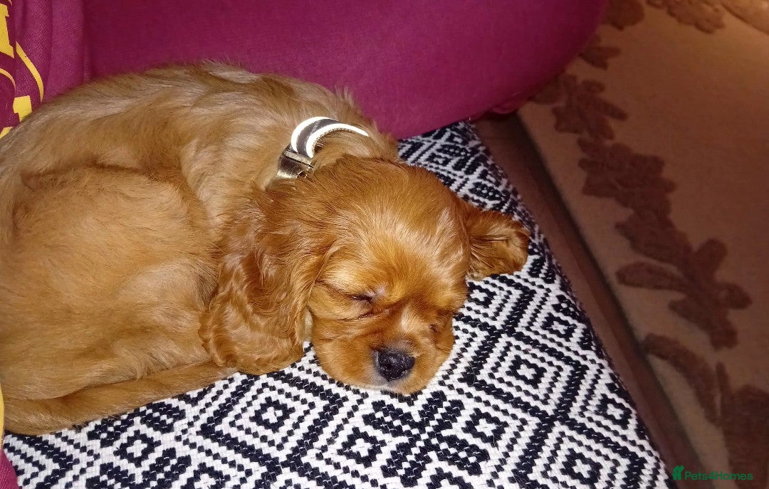 Cavalier King Charles Spaniel dogs for sale: Ruby boy 9 weeks old looking for forever home  - Advert 1