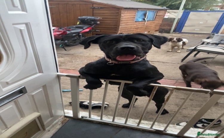 Cane Corso dogs - Advert 4