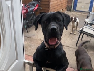 Cane Corso dogs - Advert 5