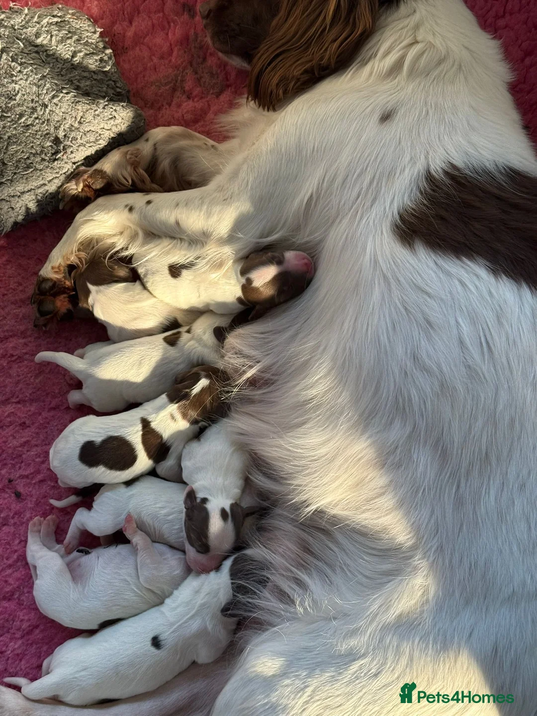 English Springer Spaniel dogs for sale:  Health tested Springer Spaniel puppies - Advert 12