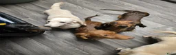 Miniature Dachshund dogs for sale: Beautiful shaded red boy - Advert 2