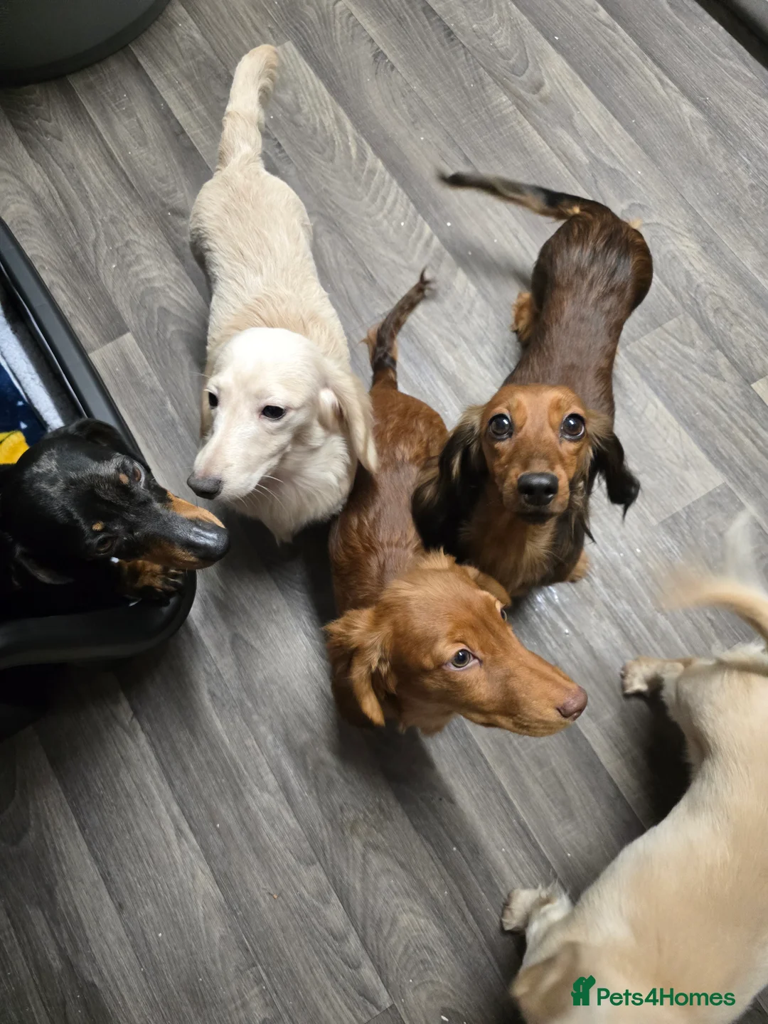 Miniature Dachshund dogs for sale: Beautiful shaded red boy - Advert 2