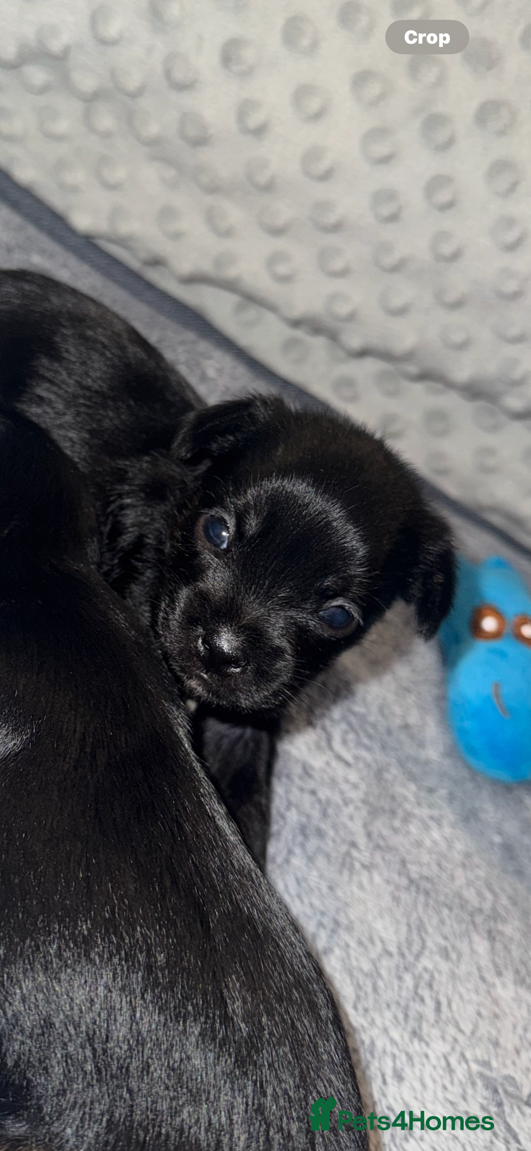 Mixed Breed dogs for sale: French yorkie (frorkie) puppies  - Image 3