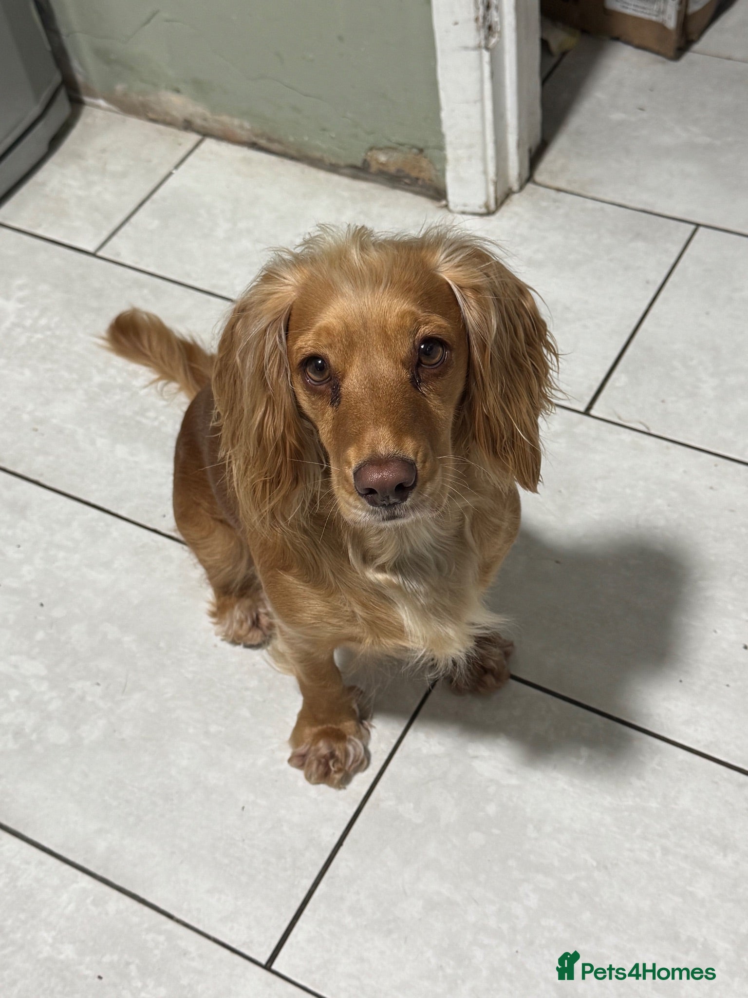 Cocker Spaniel dogs 3 girl Working Cocker spainels 🐾 - Advert 1