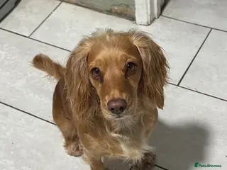 Cocker Spaniel dogs 3 girl Working Cocker spainels 🐾 - Advert 1