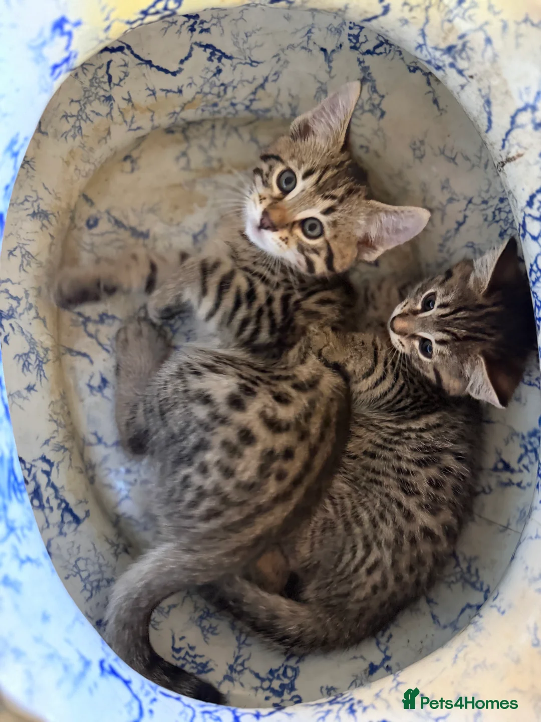 Savannah cats for sale: Savannah X Kittens  - Advert 11