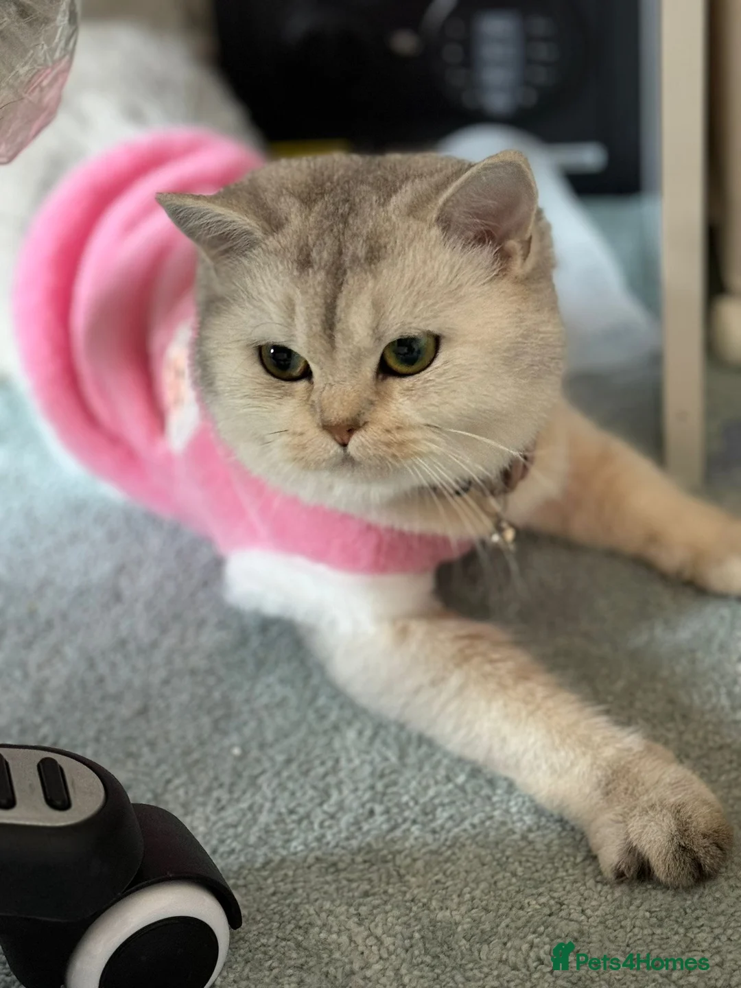 British Shorthair cats for sale: British short hair  - Advert 1