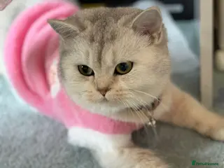 British Shorthair cats British short hair - Advert 3