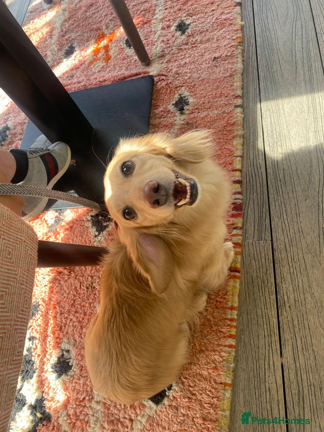 Miniature Dachshund dogs for sale: Little sausages with big characters  - Advert 24