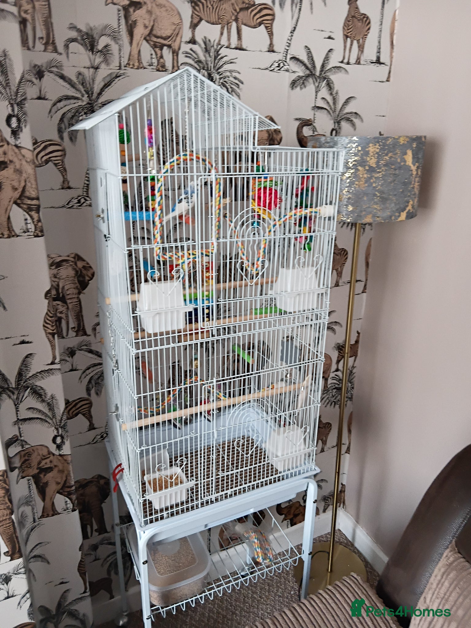 Budgerigars birds Budgie  - Advert 1