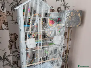 Budgerigars birds Budgie - Advert 2