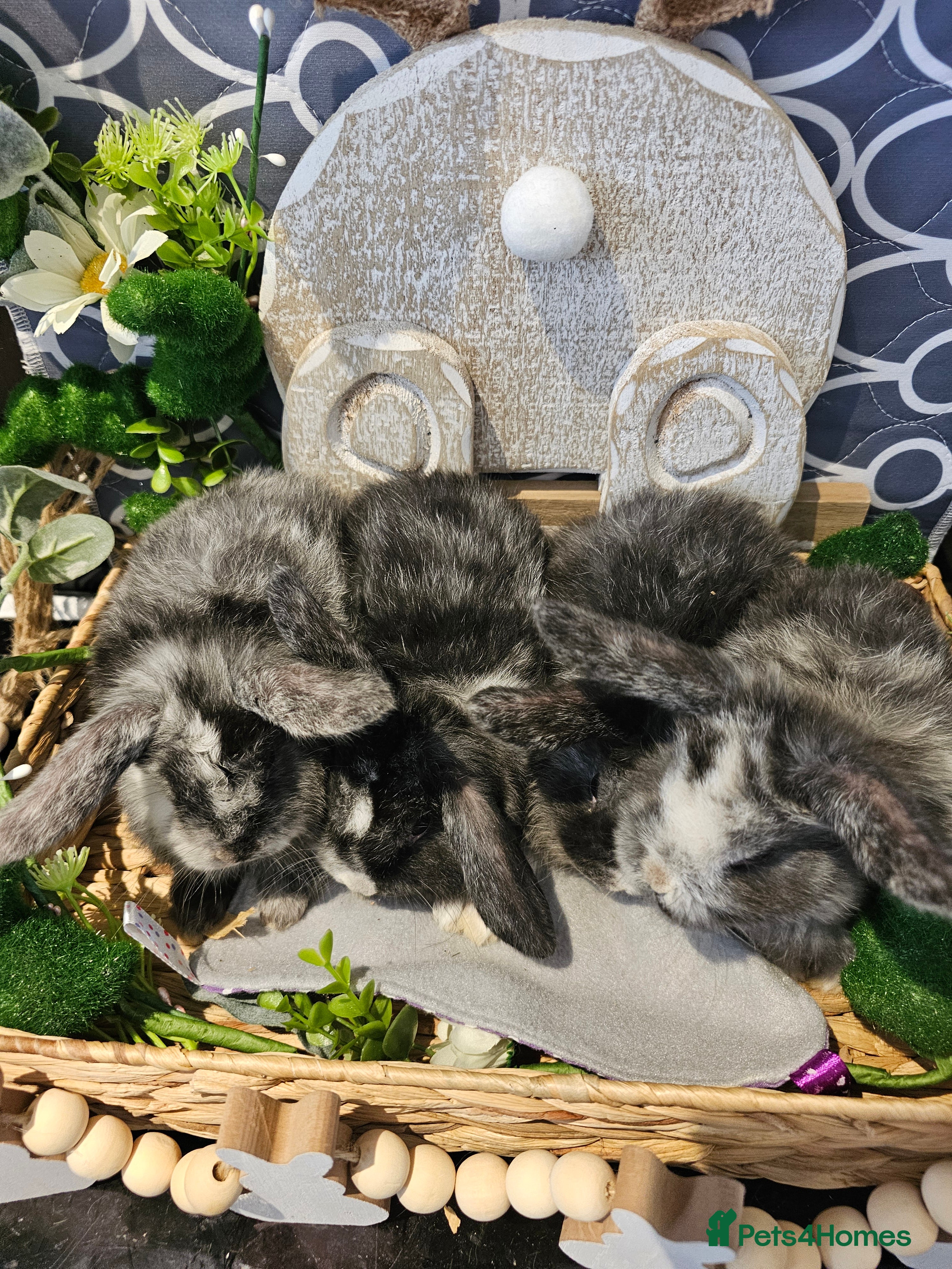 Mini Lop rabbits Beautiful mini lop babies  - Advert 1