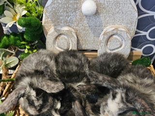 Mini Lop rabbits Beautiful mini lop babies - Advert 1