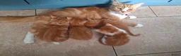 Mixed Breed cats for sale: Beautiful Litter: 4 Maine Coon X Ginger Toms - Advert 5