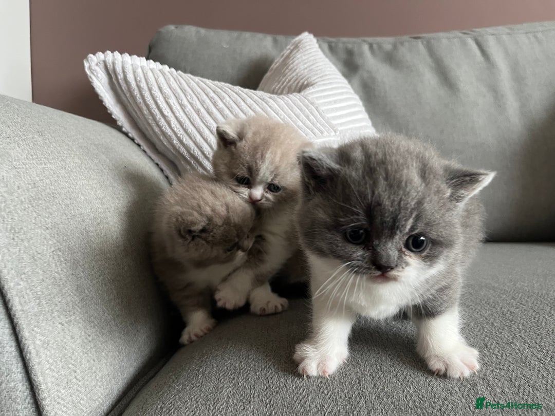 British Shorthair cats for sale: BSH grey/white fluffy female kitten  - Image 9