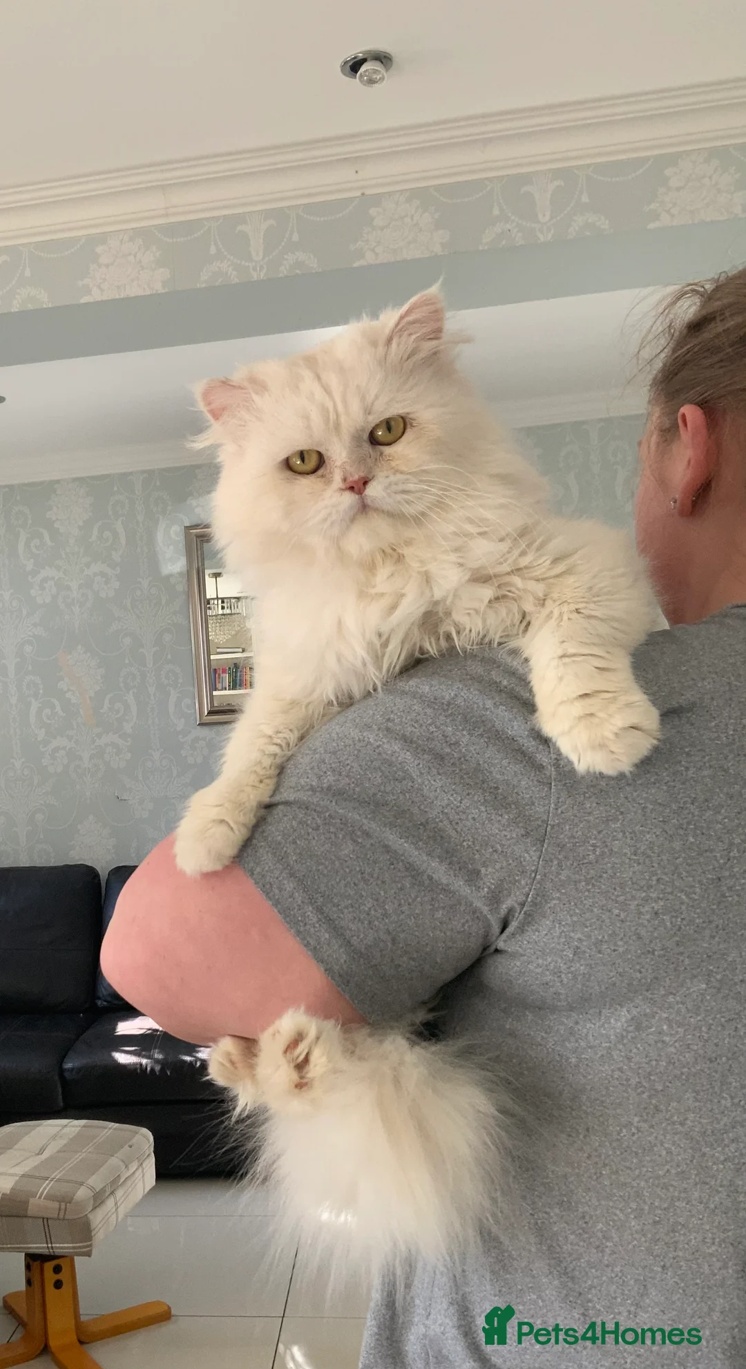 Persian cats for sale: Beautiful white fluffy Persian male 3 years old - Advert 13