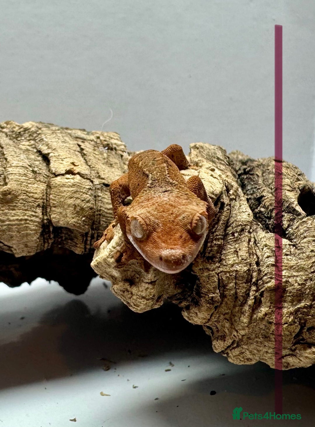 Gecko reptiles for sale: Baby Crested Geckos for Sale – Multiple Morphs  - Advert 13