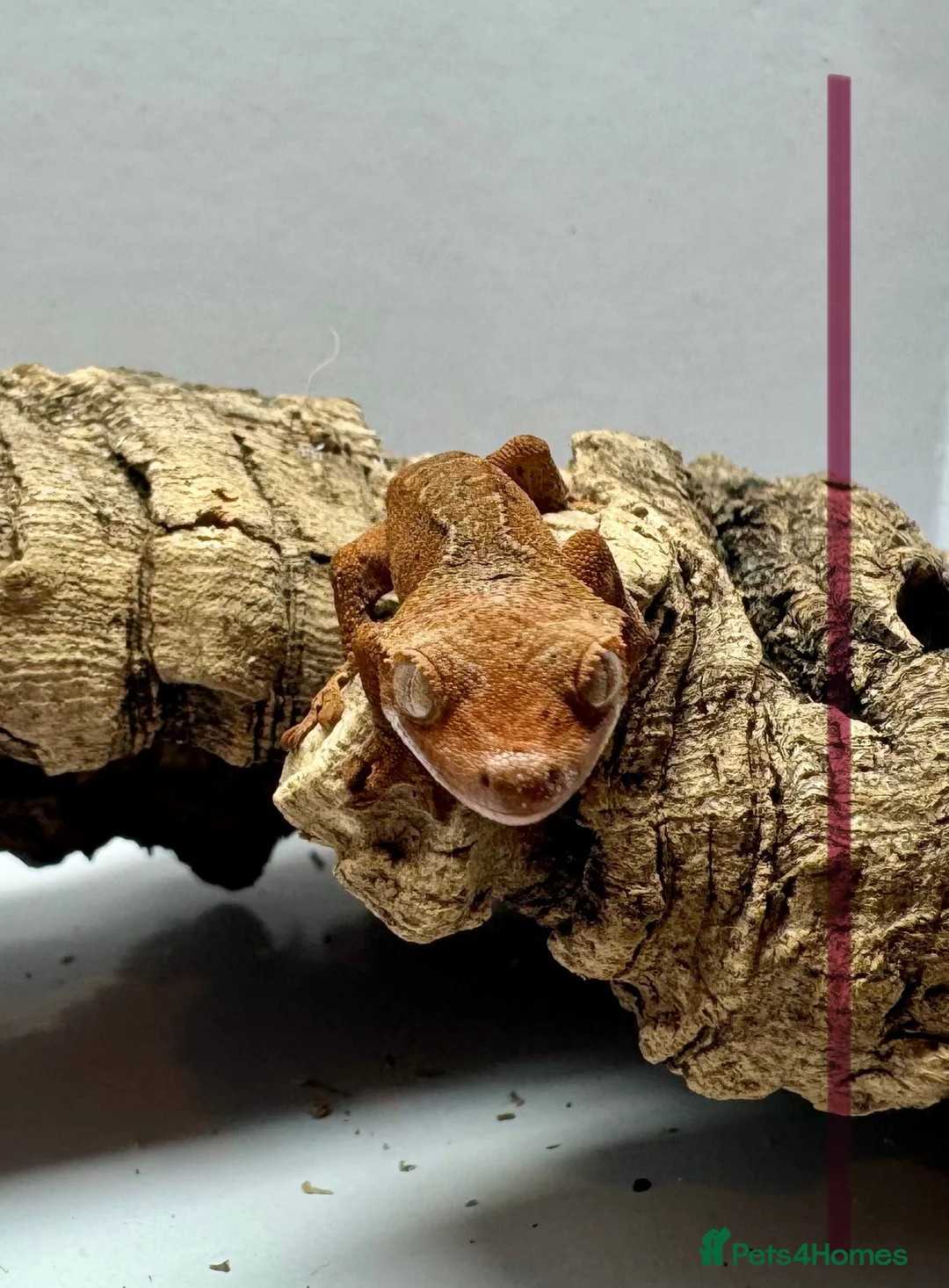 Gecko reptiles for sale: Baby Crested Geckos for Sale – Multiple Morphs  - Advert 6